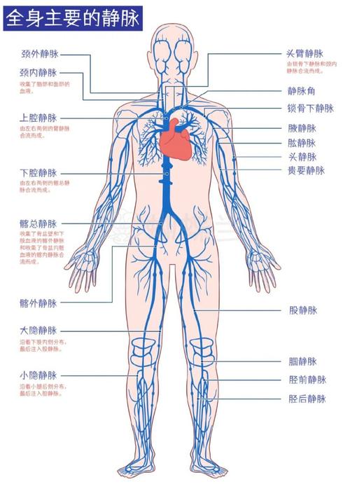 静脉